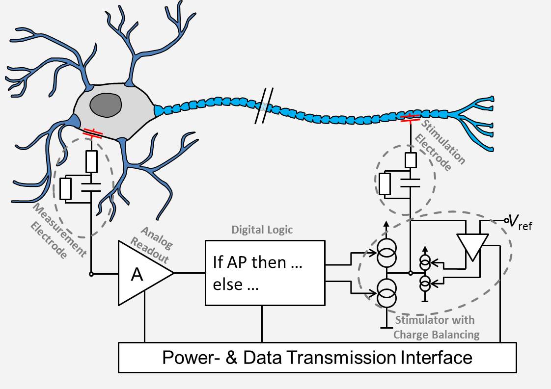 neural signal processing chain