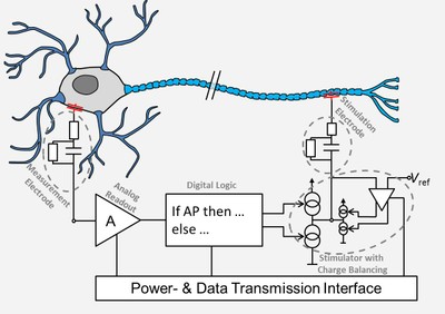 neural signal processing chain